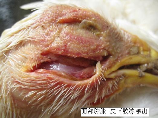 ʕr(sh)(yng)ԓʲôλʲôλl(f)ʲô