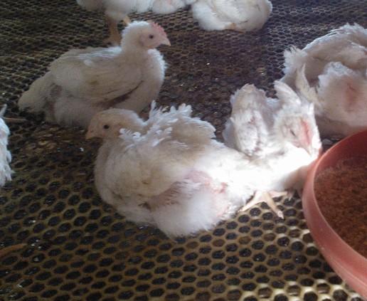 A(y)ίټθ׵Чˎ---c